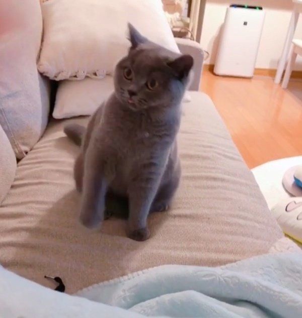 ブリティッシュショートヘアのまっしゅちゃん