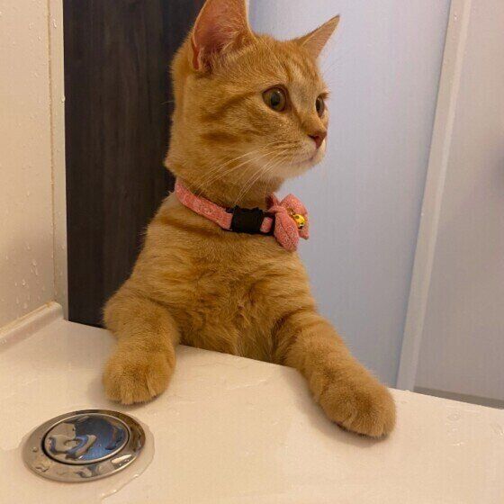 お風呂に来たスコティッシュフォールド