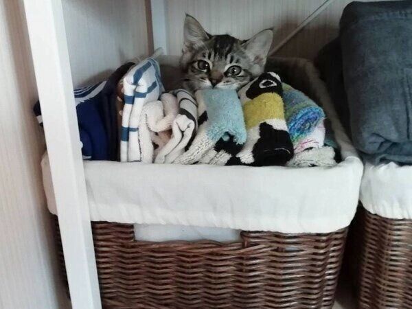 パジャマ置き場でまったりするコイモちゃん