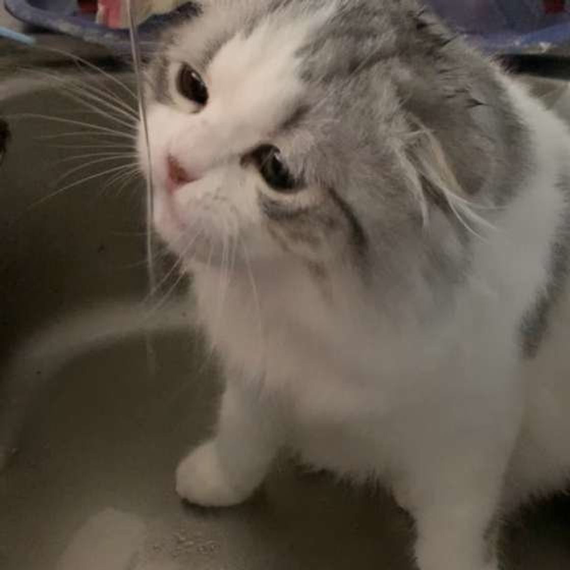 獣医師監修 愛猫が水を飲まない 対策や水分不足の危険性を解説 ねこのきもちweb Magazine