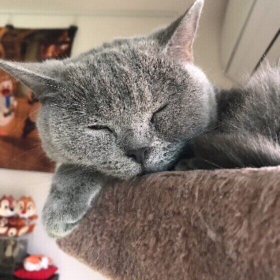 シャルトリューのベルちゃん♪