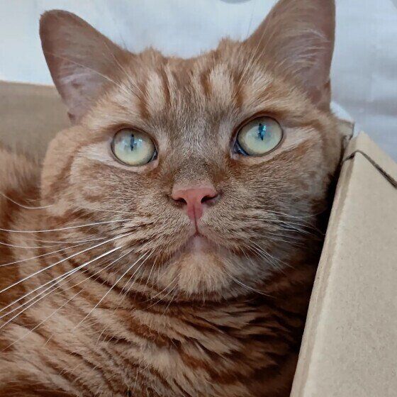 段ボールに入る龍太くん（アメリカンショートヘア）