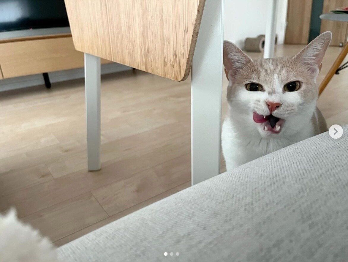 「悪い顔」をするミソくん