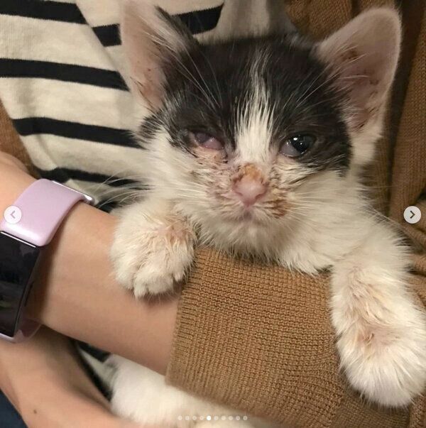 お迎えした頃のニコちゃん