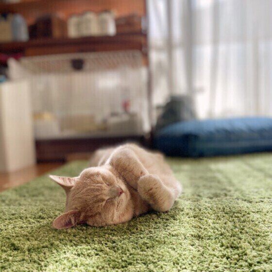 スコティッシュフォールドのあずきちゃん