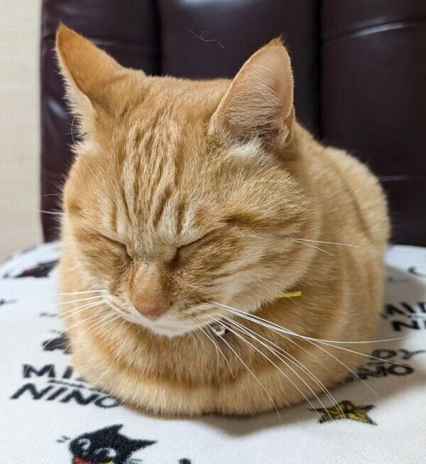 この日も「おててないない」のぷりんちゃん