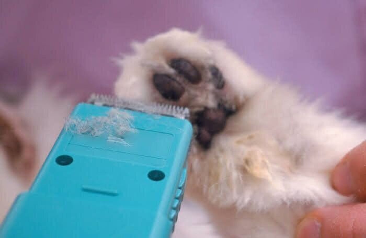 プニプニをまもろう 猫の肉球 をお手入れするときのポイントとは ねこのきもちweb Magazine プニプニをまもろう 猫の肉球 をお手入れするときのポイントとは ねこのきもちweb Magazine