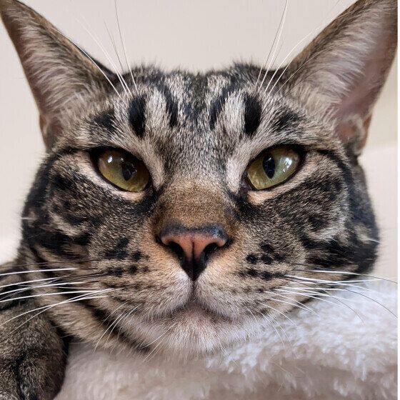 コロンくん（MIX）