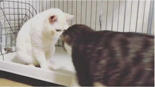 ボール大好きニャンコ