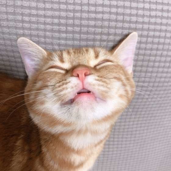 眠るアメリカンショートヘア