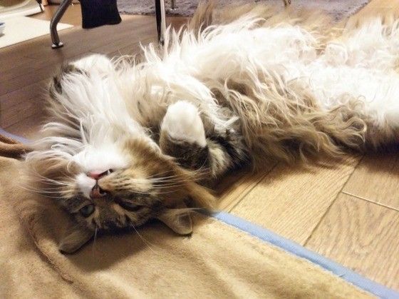 眠るノルウェージアンフォレストキャット