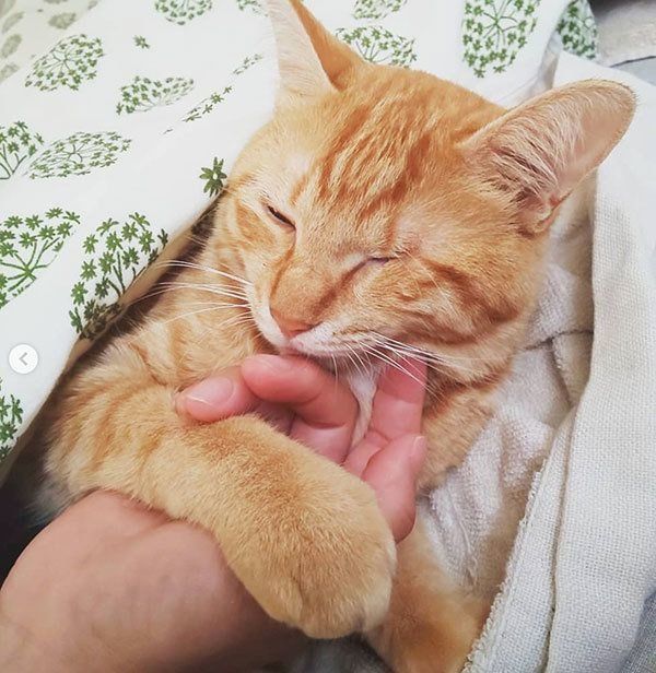 元保護猫・みちるちゃん