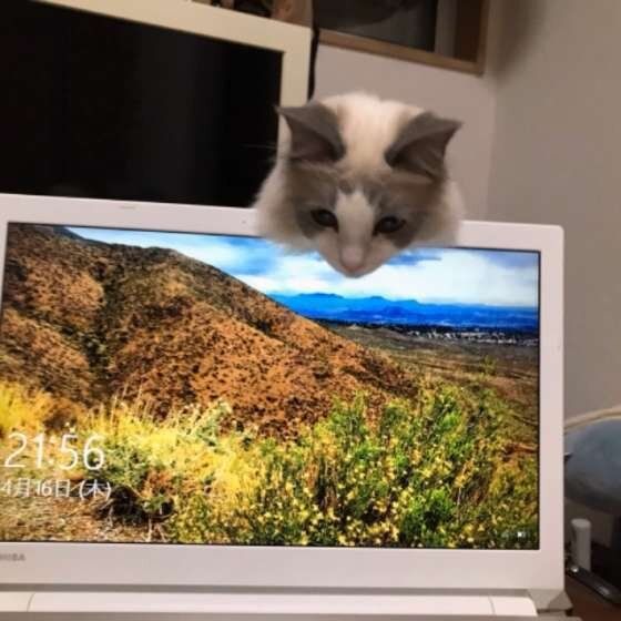 パソコンを覗く猫