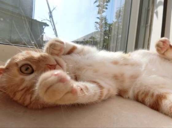 猫パンチするアメリカンショートヘア