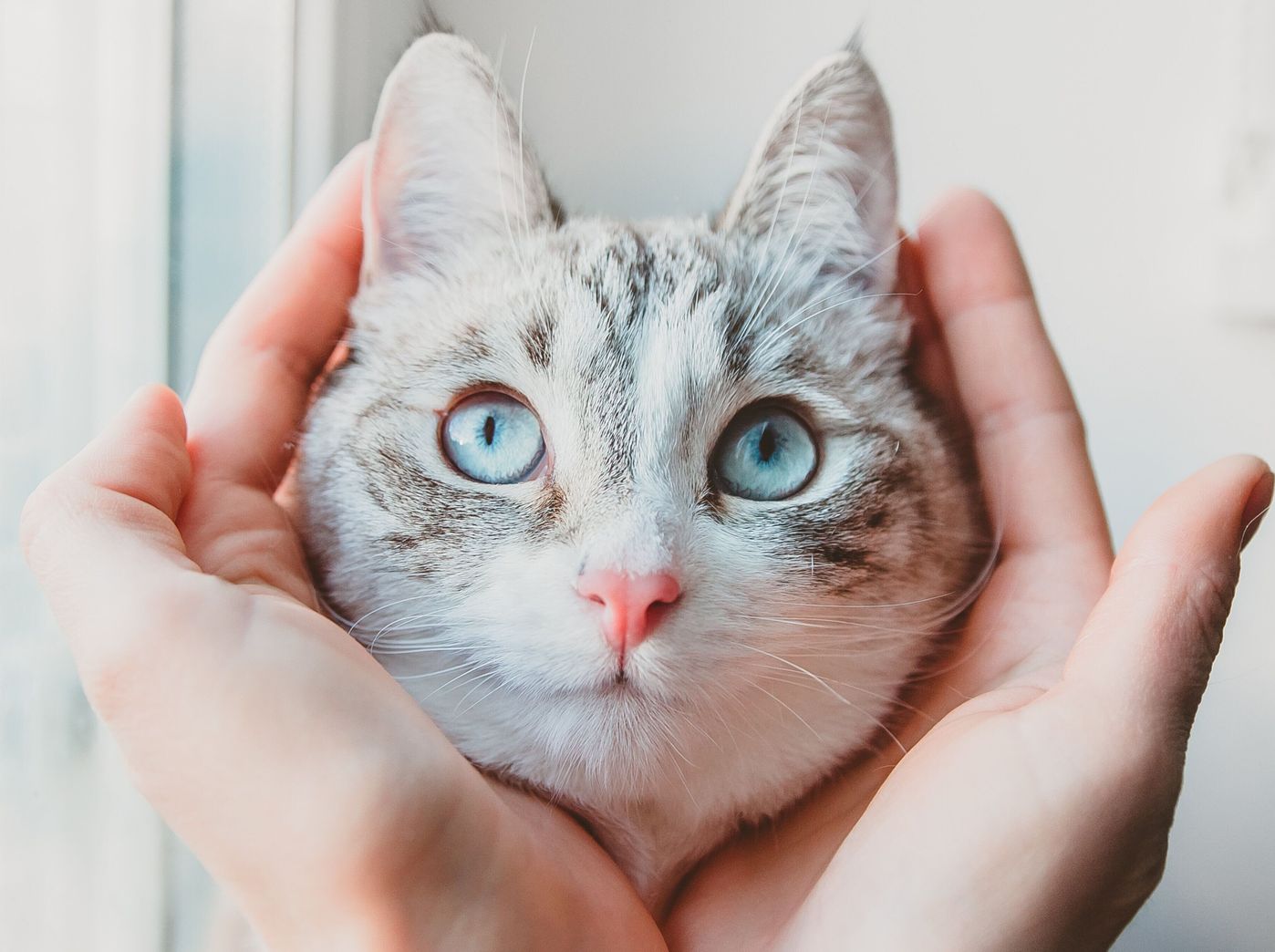 獣医師監修 猫の目やにの原因 考えられる病気や取り方 対処法を解説 ねこのきもちweb Magazine 獣医師監修 猫の目やにの原因 考えられる病気や取り方 対処法を解説 ねこのきもちweb Magazine