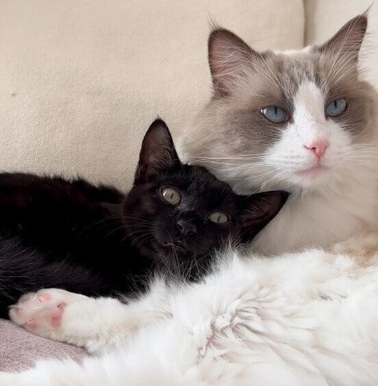 くっつくヨルくん、キナコくん