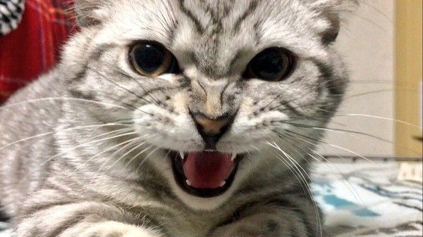 猫が威嚇する理由と対処法は ポーズや鳴き声もご紹介 獣医師監修 ねこのきもちweb Magazine