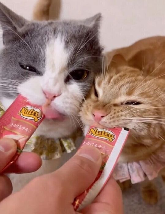 おやつを食べるミミさん、たぶくん