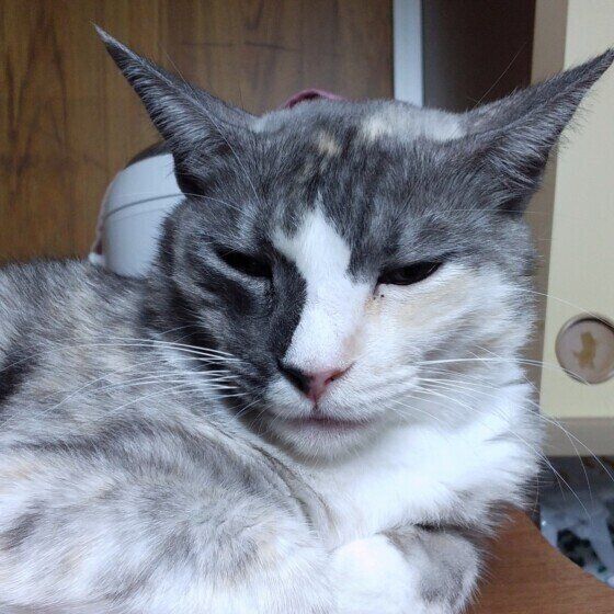 目を細めるミケ猫