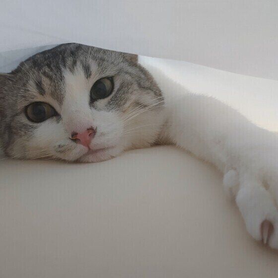 サバトラの珀くん