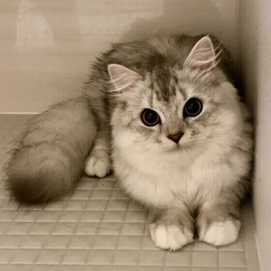 ミヌエットの ルナちゃん