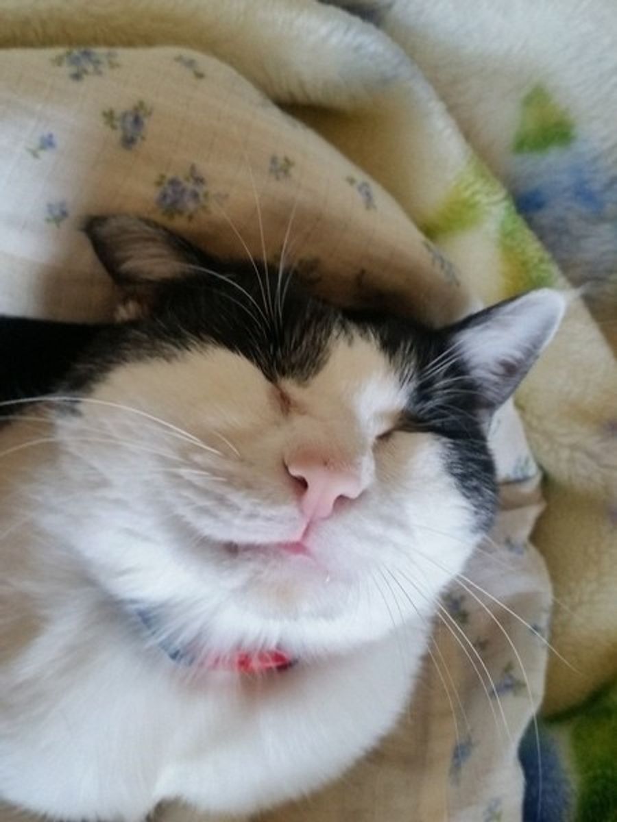 猫が感じる 喜怒 愛 楽 を解説 表情で見る愛猫のきもちとは ねこのきもちweb Magazine 猫が感じる 喜怒 愛 楽 を解説 表情で見る愛猫のきもちとは ねこのきもちweb Magazine
