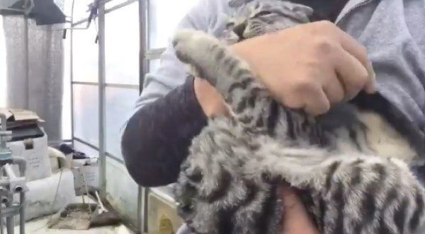 飼い主さんに抱っこされるコタローくん