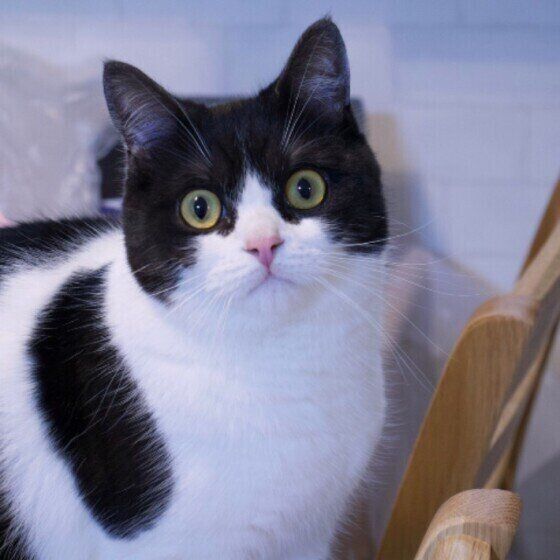 まんまるな目のマンチカン