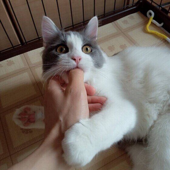 指を吸うラガマフィン