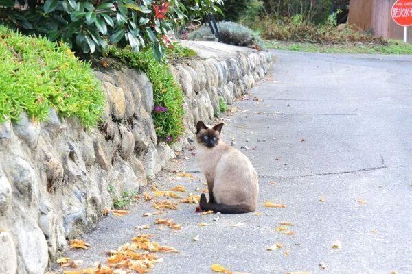 シジミちゃんの母猫・ペルちゃん