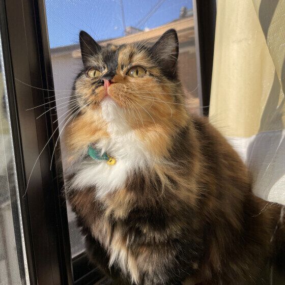 まんまるボディのおこげちゃん