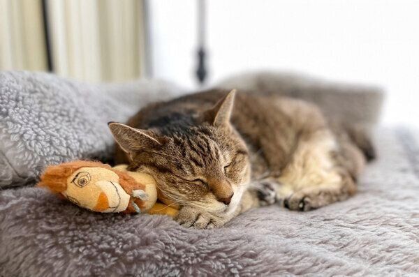 お昼寝するモカさん