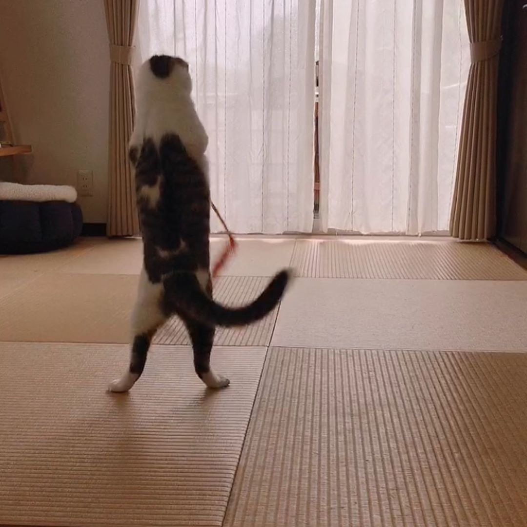 バランス感覚がすばらしい♡タラちゃん