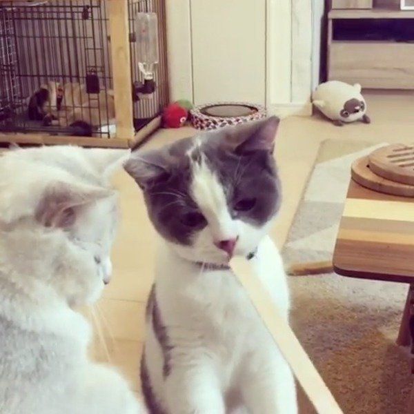 アイスの棒が気になるブリティッシュショートヘア