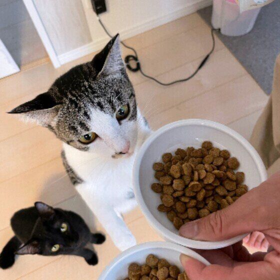 Mix（サバトラ）のきなこちゃんたち♪