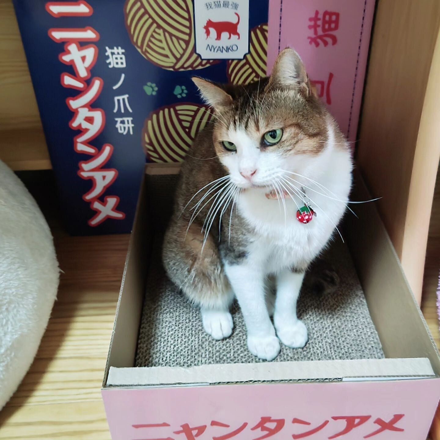 爪とぎの上の希ちゃん