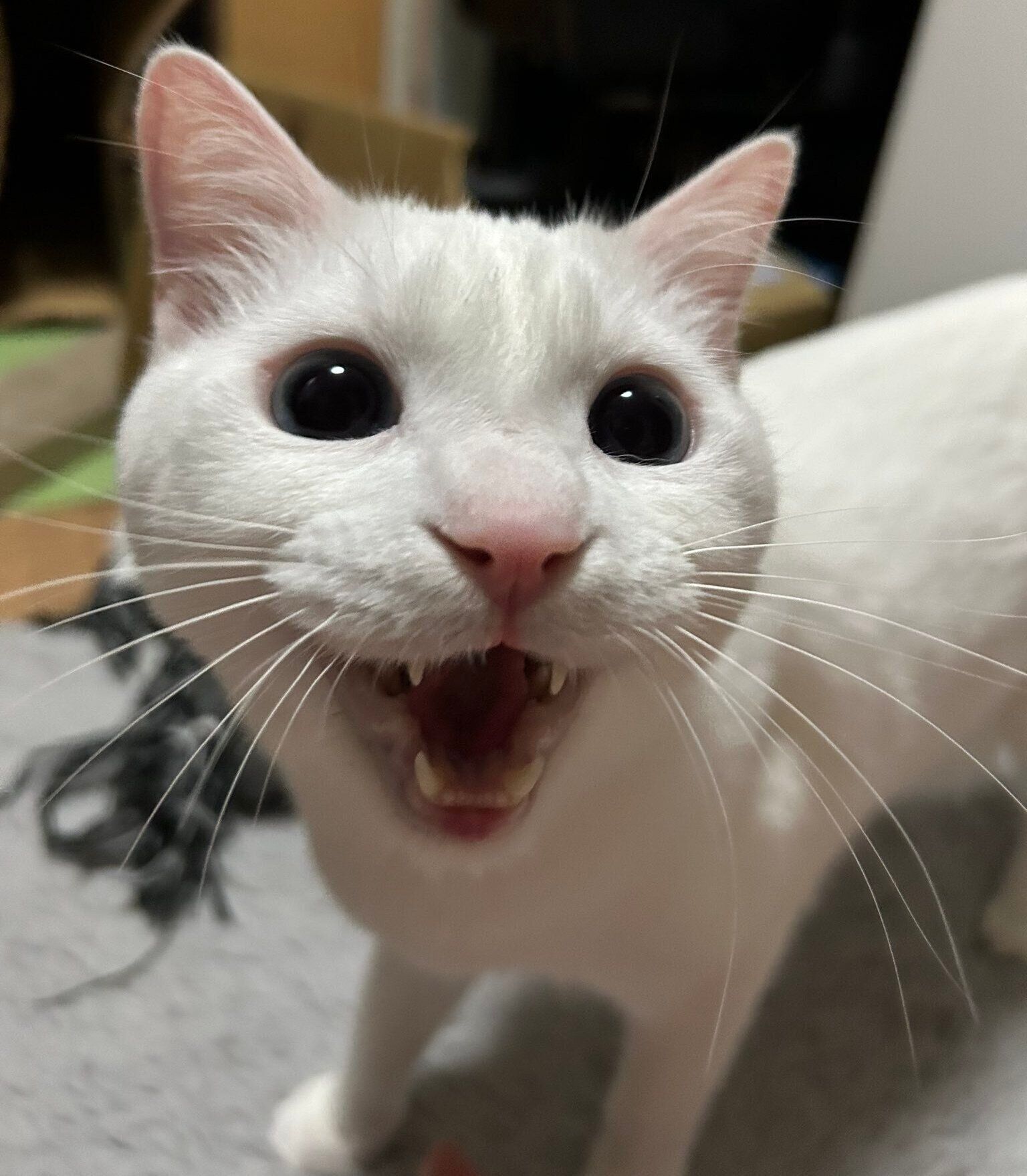 3才になったあさひくん