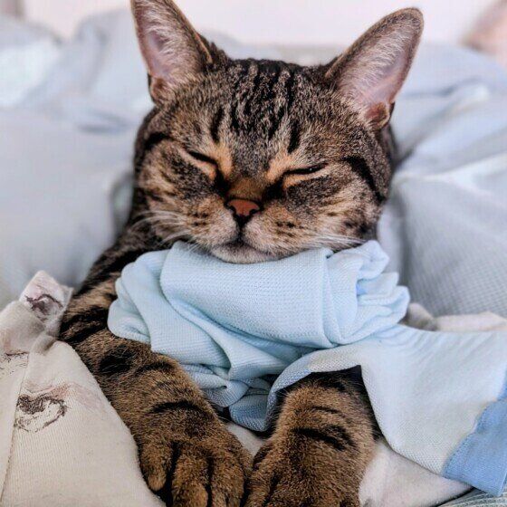 マンチカンの杜阿くん