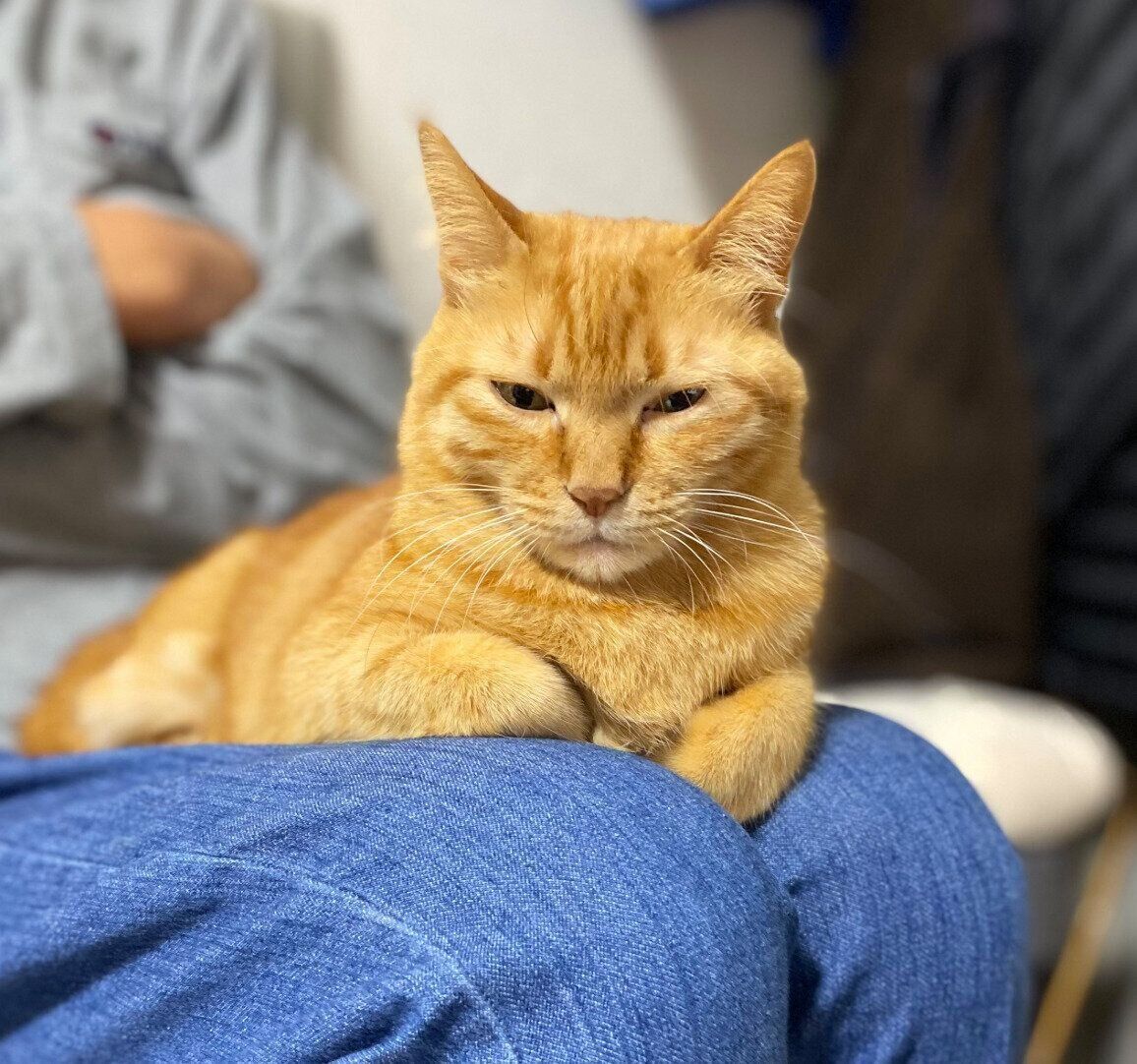 膝の上に乗るつぶちゃん