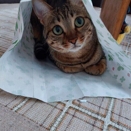 紙袋と猫