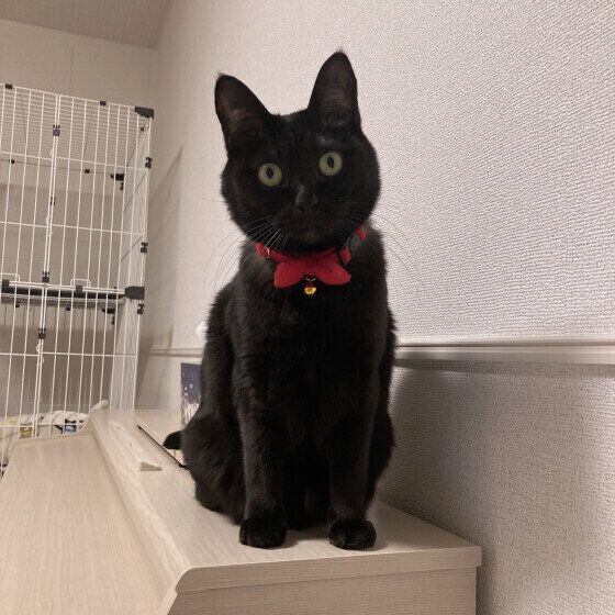  MIX（黒）ララ ちゃん