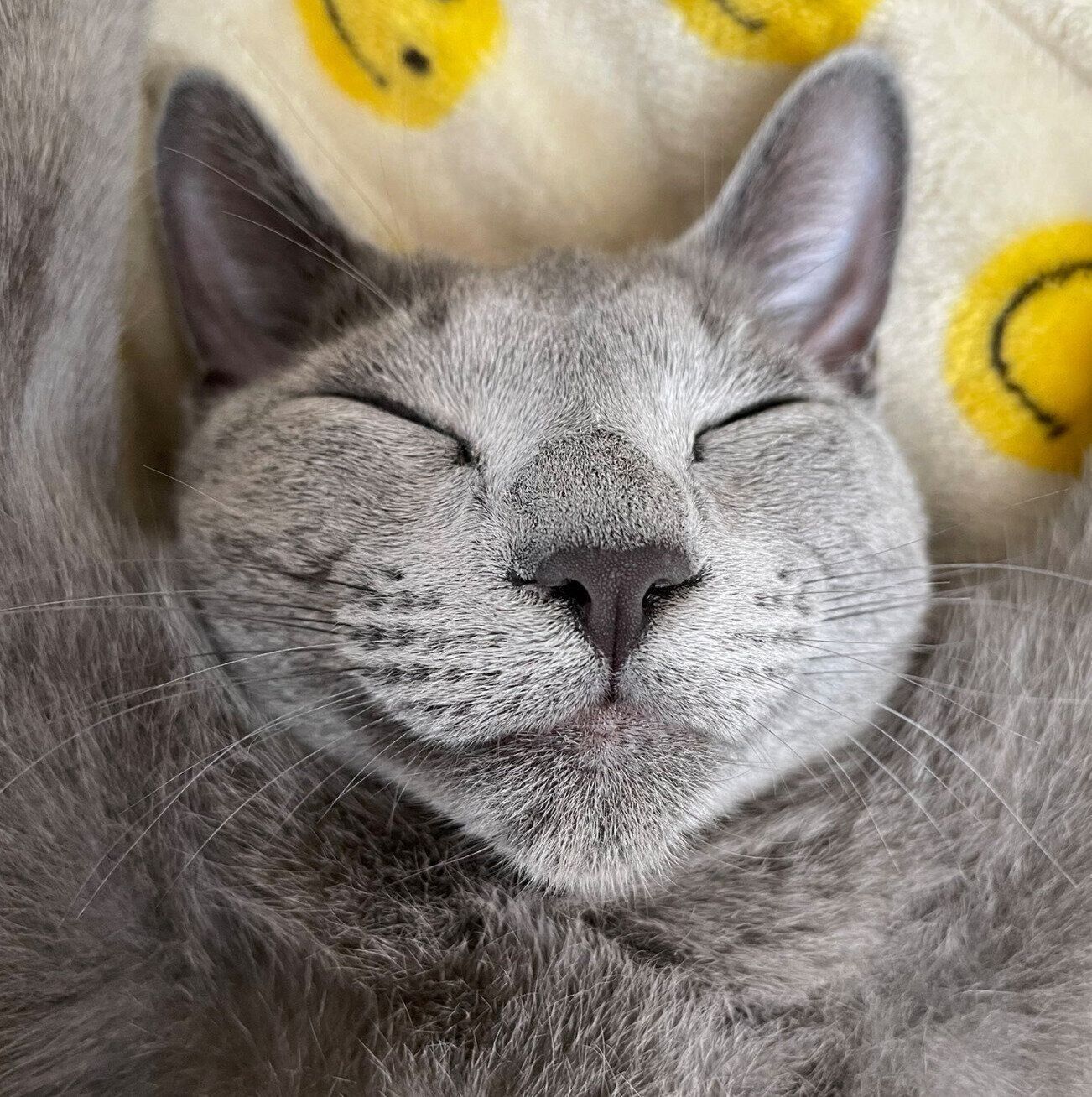 バンザイ寝をするカイくん