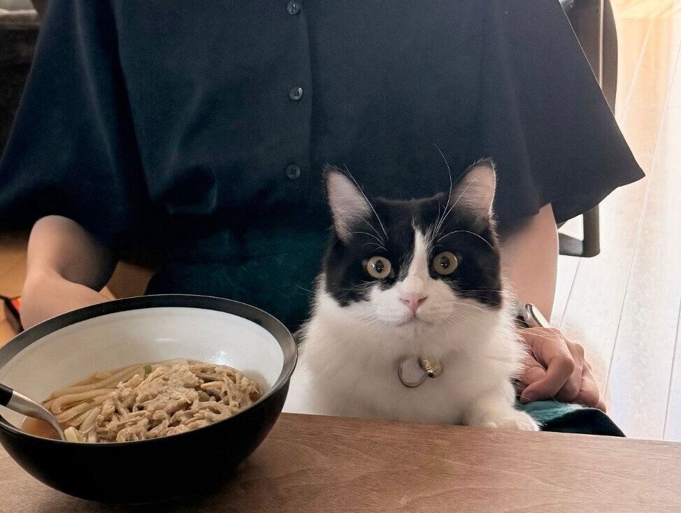 膝の上でまったりのなつめくん