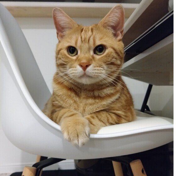 アメリカンショートヘアのれおくん♪