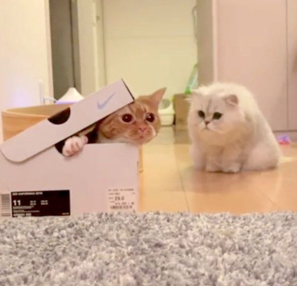 箱を見つめる猫