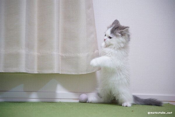 カーテンを閉めているように見えるおすしくん