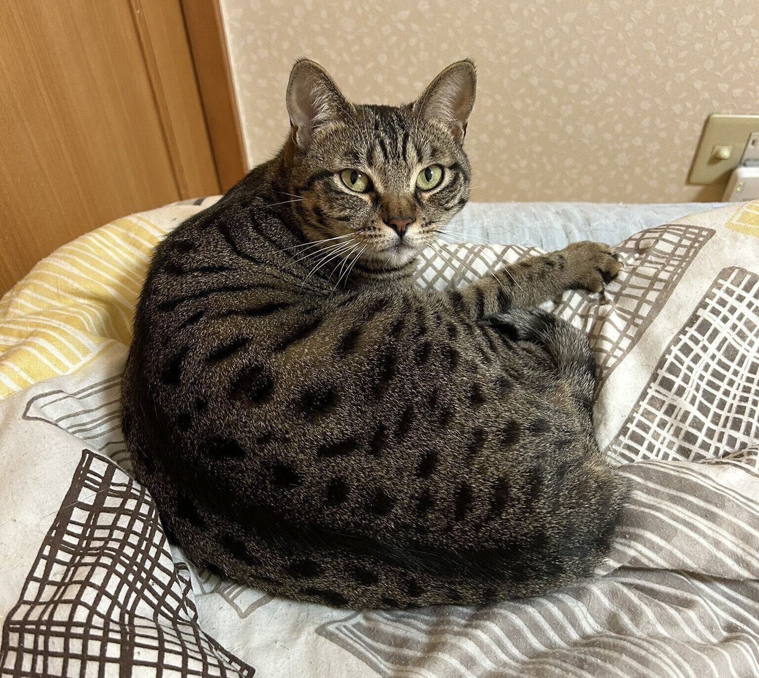 振り返るしめじちゃん