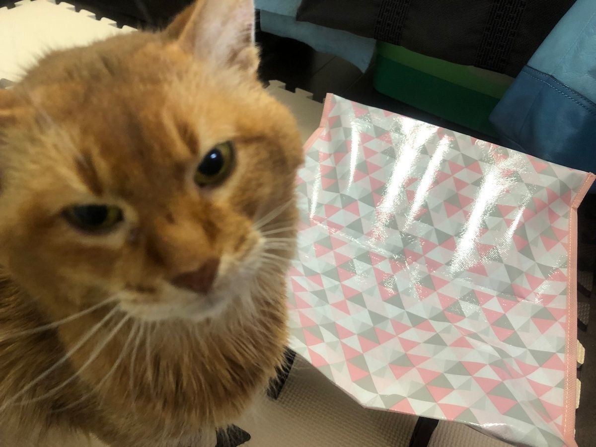 目でうったえる猫さん