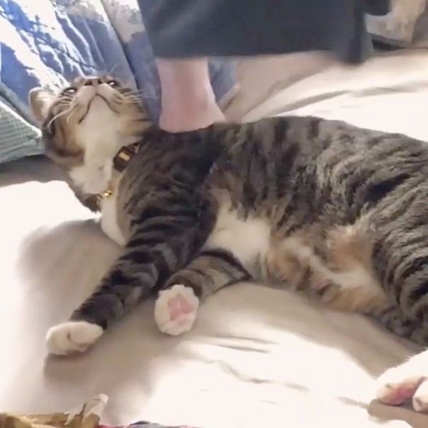 ベッドの上でまったりする猫