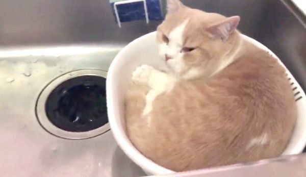 洗い桶の中でくつろぐてんぷらちゃん